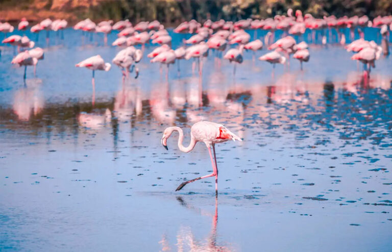 A group of flamingos standing in the shallow water of the Mediterranean Sea, with their distinctive pink feathers and long legs visible.